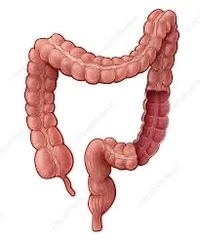 Large Intestine