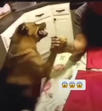 boxer dog