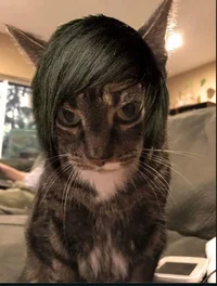 Emo cat 