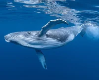 Humpback whale