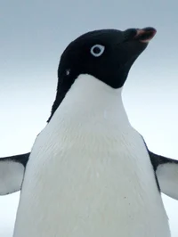 Adélie penguin
