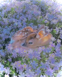 Baby deer