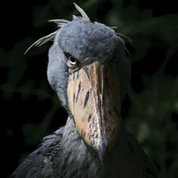 Shoebill