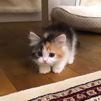 Gatito bebe