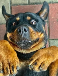 Rocco Rottweiler 