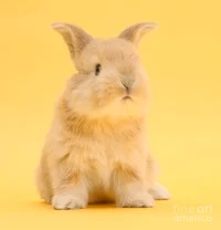yellow bunny