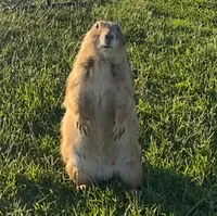 Prairie dog