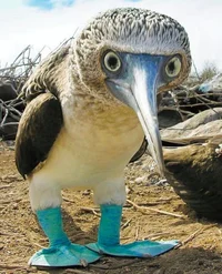 Blue Footed Boobie