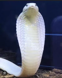 King Cobra 