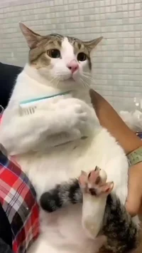 cat hug the things