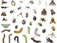 Insects School