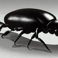 A beetle