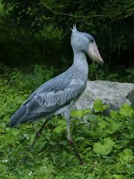 A shoebill