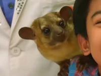 Kinkajou