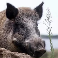 Wild Boar