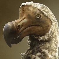 Dodo