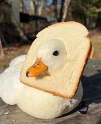 Quacky loaf
