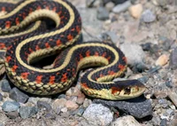 Garter Snake