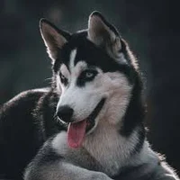 Husky yandere