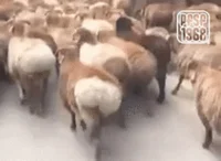 Gassy Sheeps