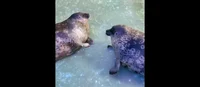 Two seals