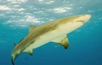 -Lemon Shark-