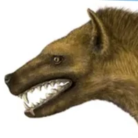 Hyenodon