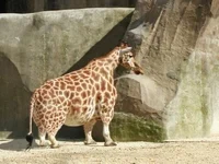 S H O R T GIRAFFE