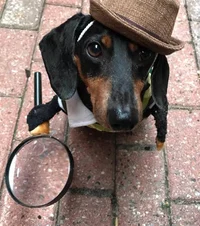 Sherlock Bones