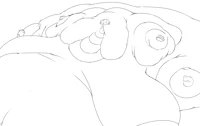 Blob