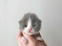 Scared baby kitty