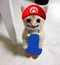 Mario Cat