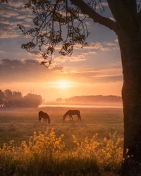 The farm