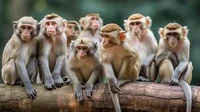 A Group Of Monkeys