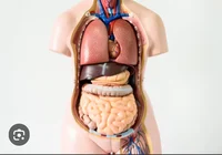 Organs