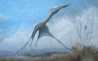Hatzegopteryx