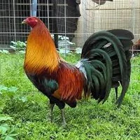 Wilson el gallo