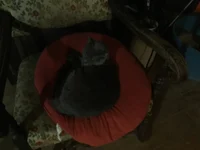 Fat cat