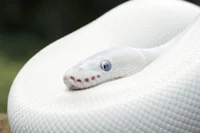 White Snake