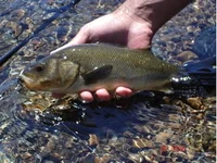 perca trucha