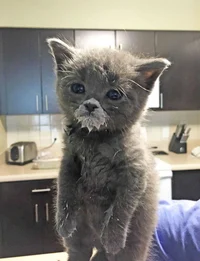 Messy Kitten