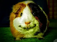 guinea_pig_lord