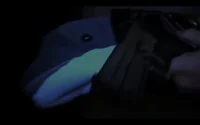 The loan dolphin