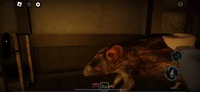 Rat 2