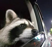 Raccoon 
