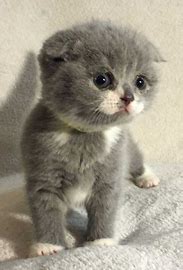 Scottish Fold Kitten