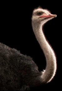 Ostrich