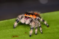 Jumping Spider