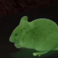 Cancer Mouse