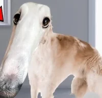 Borzoi dog